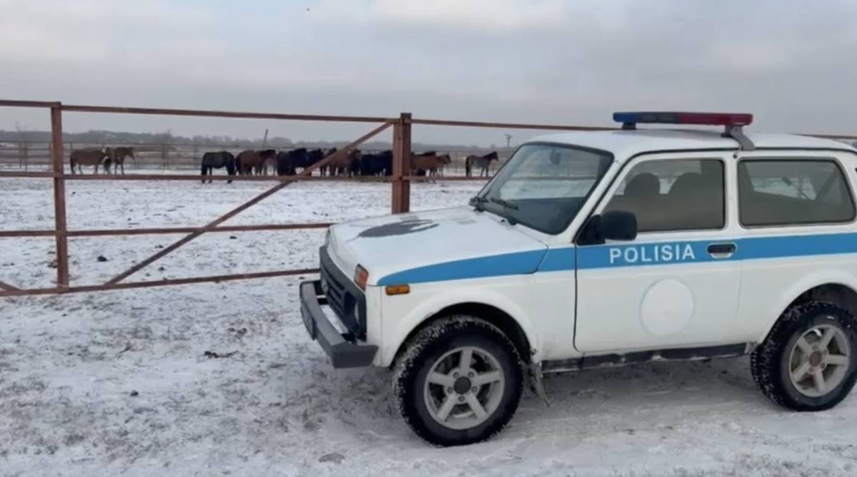 Современный подход: дроны выявляют бесхозный скот в Абайской области