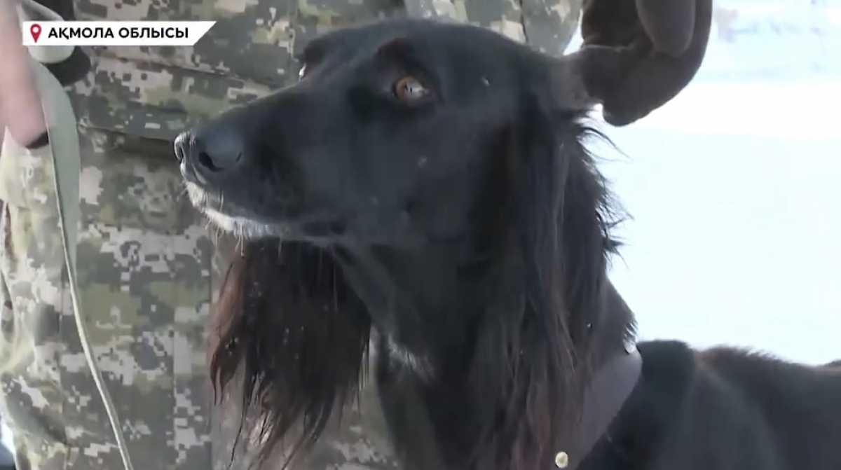 В казахстанской армии служит один из самых быстрых псов породы тазы