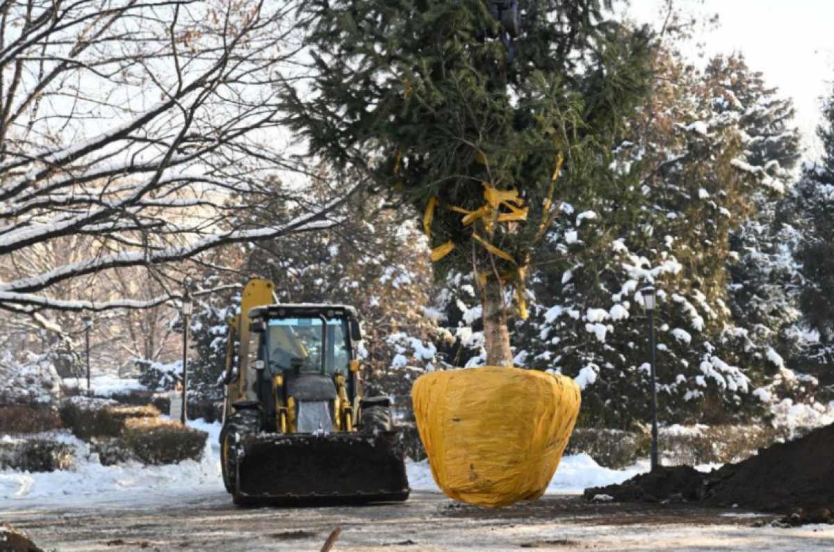 Хвойные деревья высотой более 6 метров высадили в Алматы