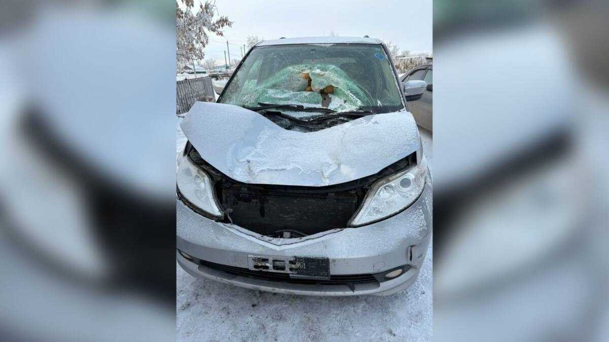 Лошадь стала причиной ДТП в Акмолинской области