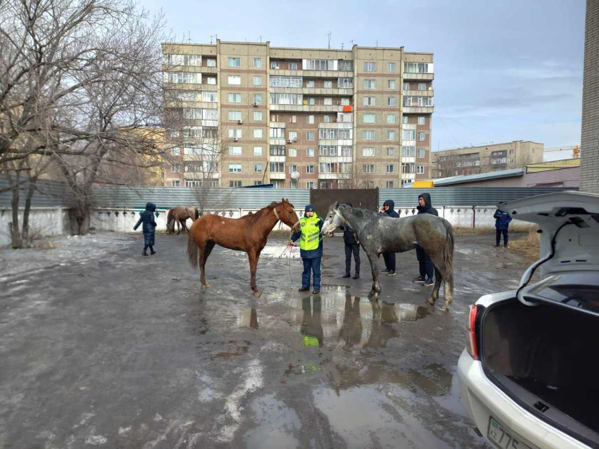 Скачущие по дорогам лошади удивили жителей Семея