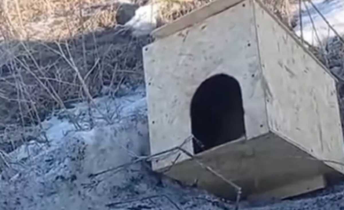 Щенка заживо сожгли в ВКО