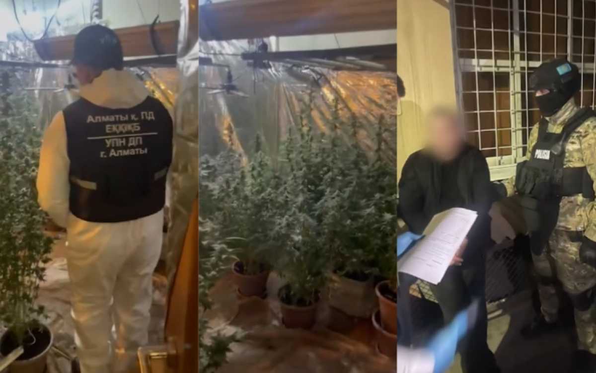 Крупную партию марихуаны изъяли в Алматы: ликвидирована фитолаборатория