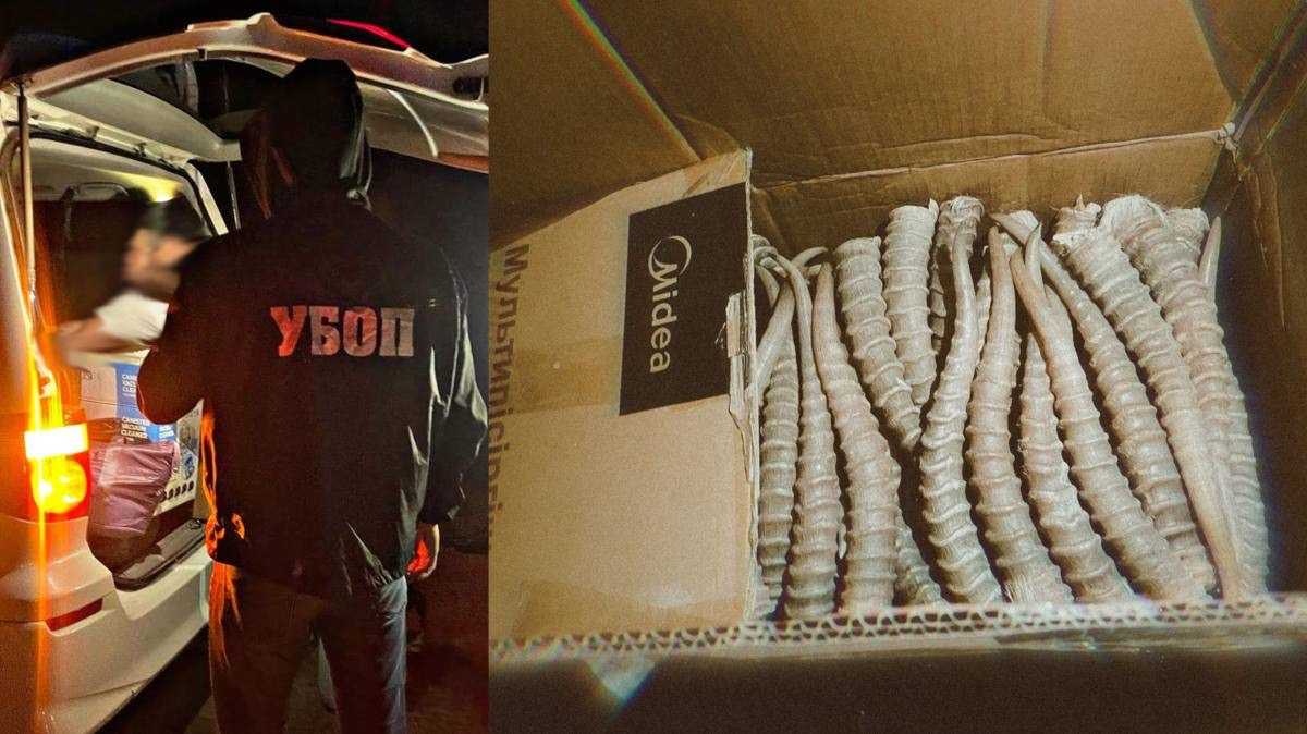 Попытку контрабанды рогов редкого животного пресекли в ЗКО