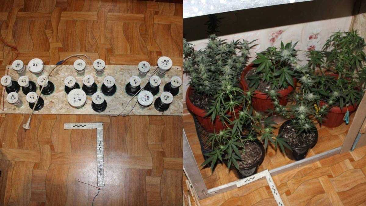 Домашняя плантация: незаконное выращивание наркотиков пресекли в Костанайской области