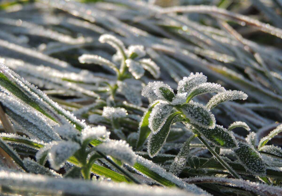 Заморозки в конце мая: в северных регионах Казахстана похолодает до –3 градусов