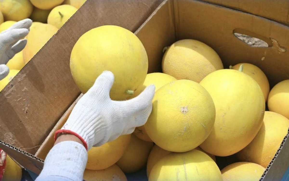 Благодаря ранней подаче воды аграрии Туркестанской области собрали первый урожай дыни