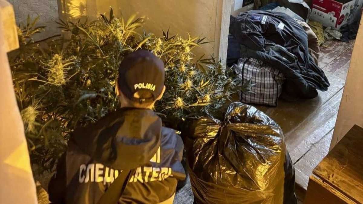 Фитолабораторию по выращиванию каннабиса выявили в ЗКО
