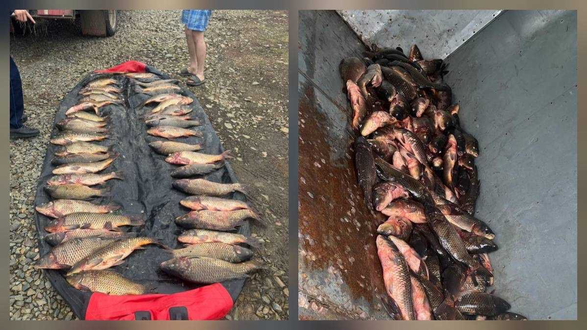 178 кг карпа: браконьеров с уловом задержали в Бурабае