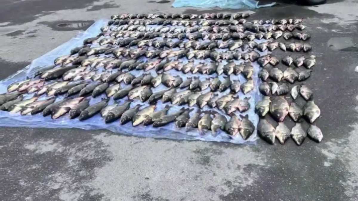В Туркестанской области задержали преступную группу браконьеров: изъято более тонны рыбы