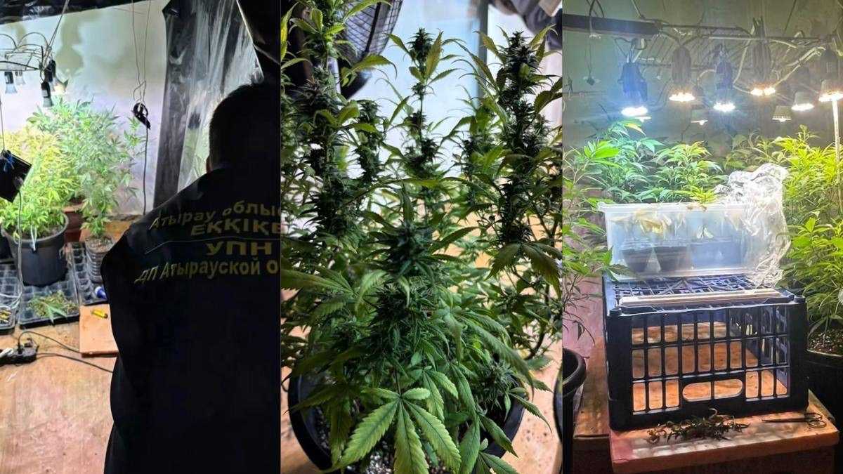 Фитолабораторию по выращиванию конопли ликвидировали в Атырау