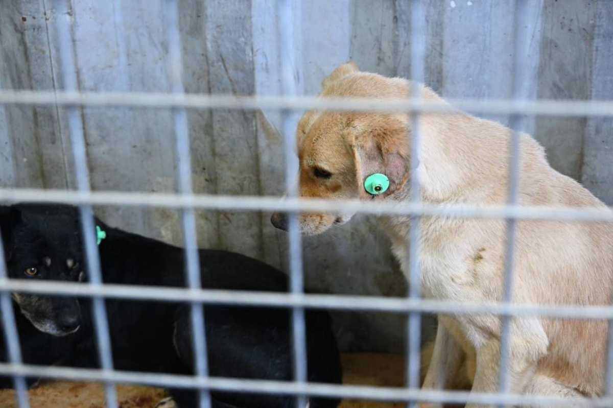 В Алматы стартовала программа бесплатного чипирования домашних животных