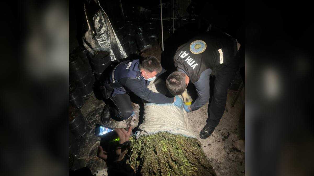 Более 16 килограммов конопли изъяли в Атырау