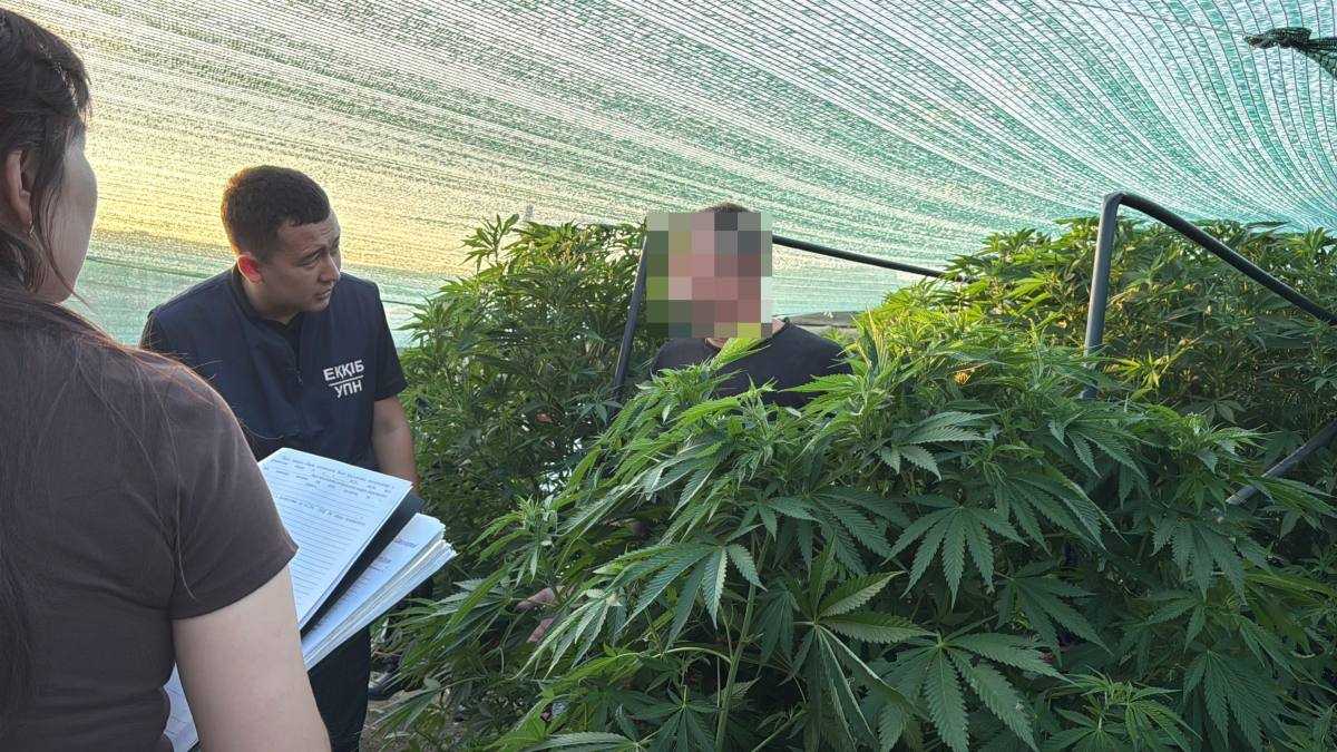 Конопля в теплице: полиция задержала жителя ЗКО