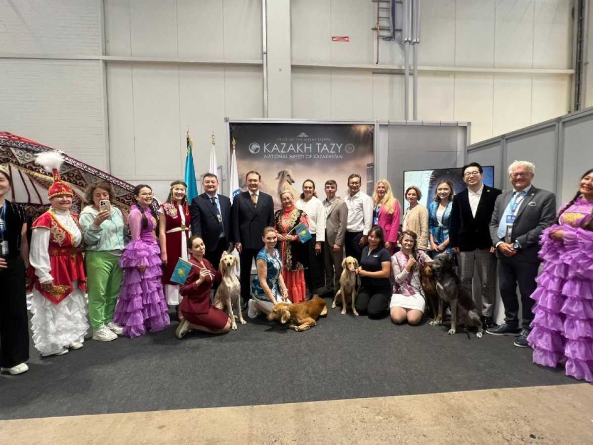 Казахскую тазы впервые представили на Всемирной выставке собак в Хельсинки