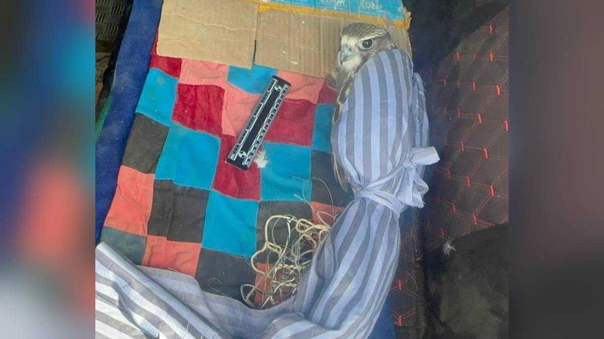 Жителя ВКО задержали с редкой птицей из Красной книги