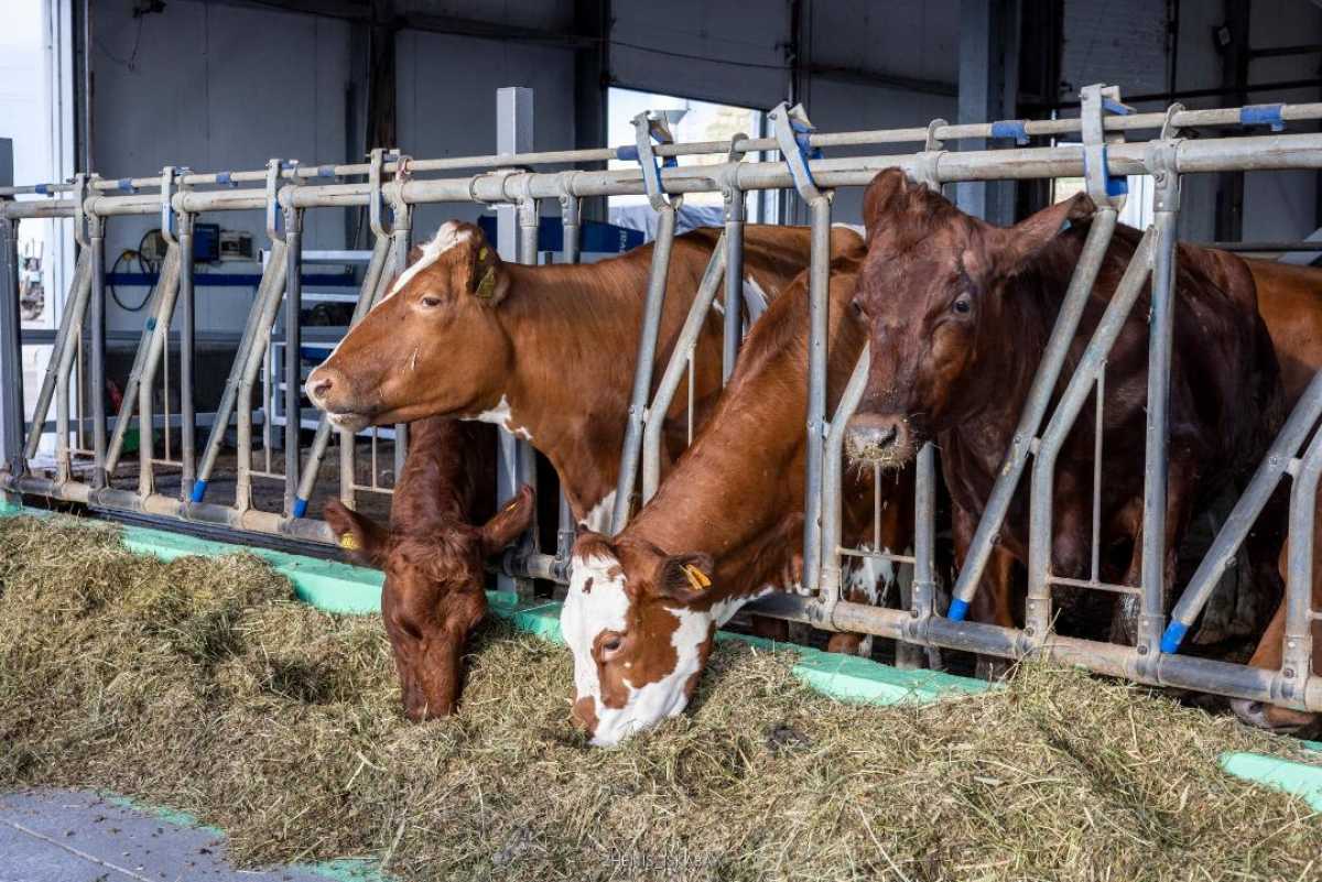 В области Жетісу за 3 года производство сельхозпродукции выросло на 4,2%, а поголовье скота – на 8,1%