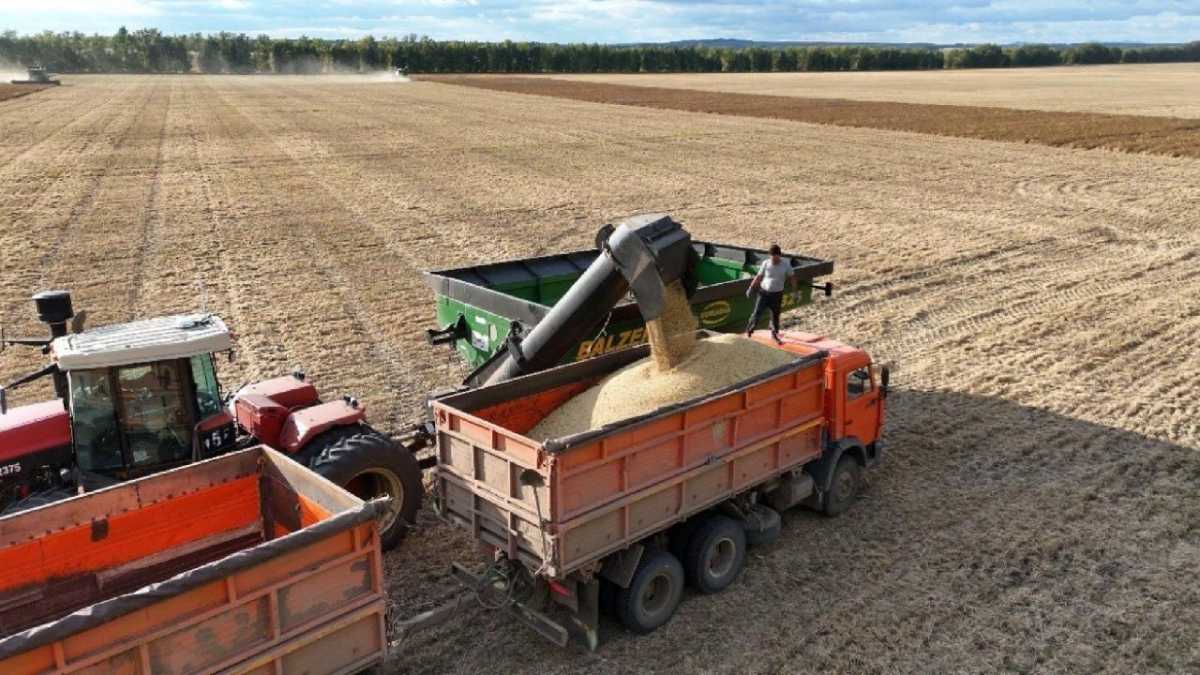 Сбор урожая: как исполняются поручения Президента по поддержке аграриев и обеспеченности сельхозформирований техникой