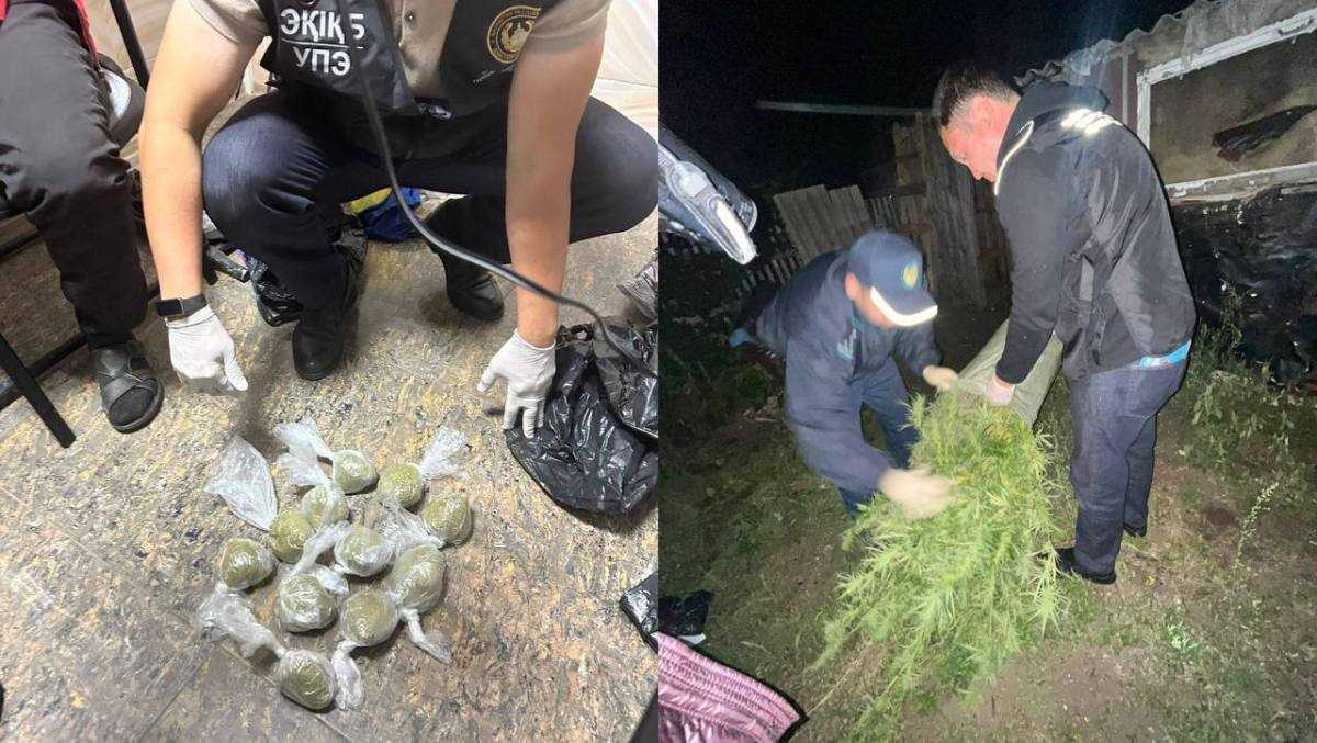 Плантацию марихуаны обнаружили на даче у жителя Костанайской области