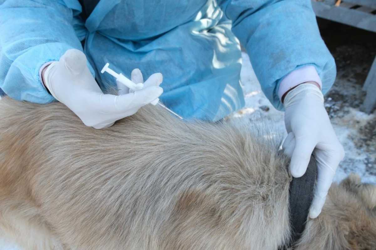 В Алматы более 200 животных получили скорую ветеринарную помощь в рамках пилотного проекта