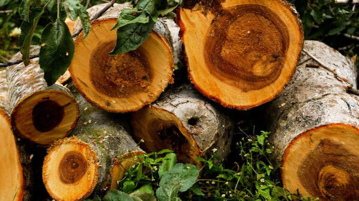 150 млн тг хотели потратить на вырубку несуществующих деревьев в Семее