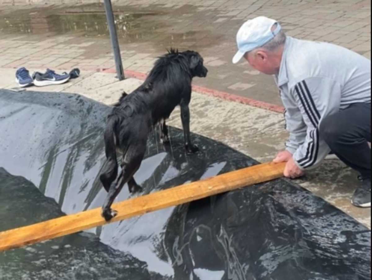 Мужчина нырнул в фонтан, чтобы спасти бродячую собаку в Актобе