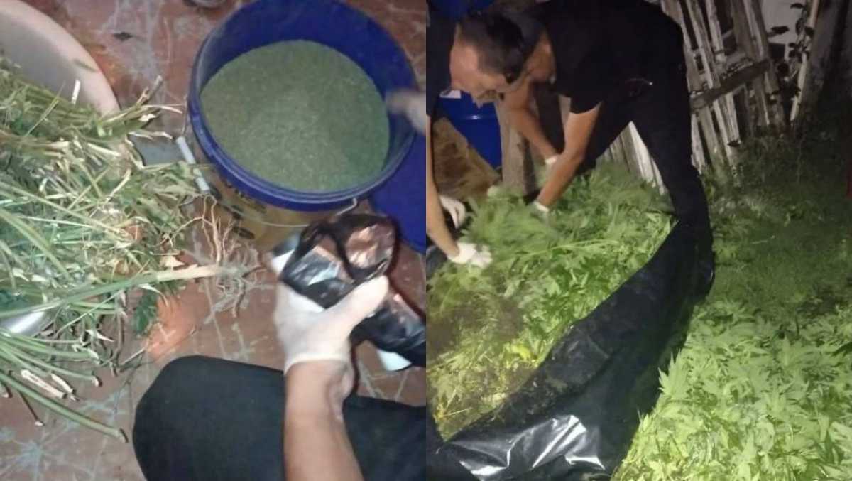 Уголовное дело возбудили за незаконное хранение и выращивание наркотиков в Актобе