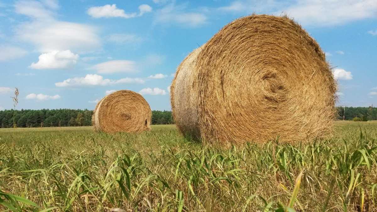В Казахстане заготовлено 27,6 млн тонн кормов