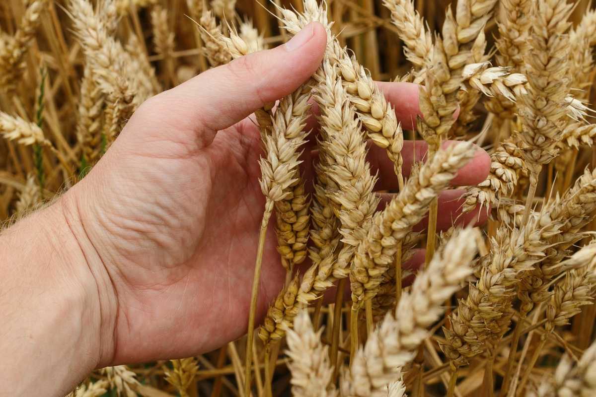 В Казахстане намолочено 6,5 млн тонн зерна