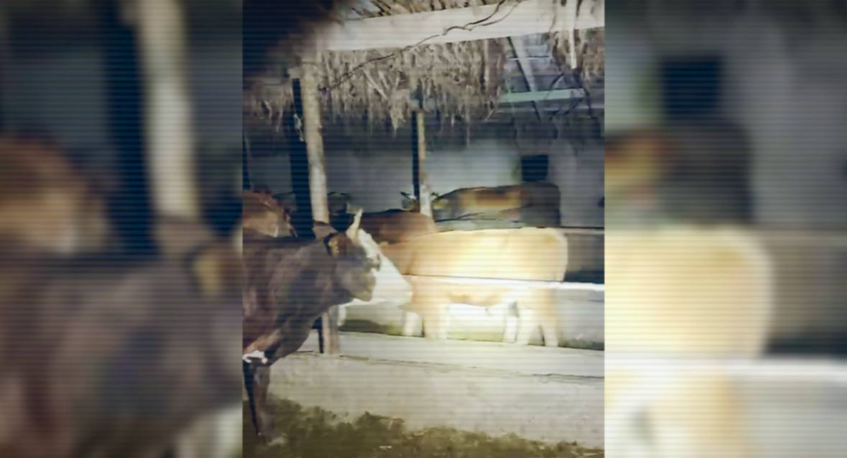 Группу скотокрадов задержали в Жетысуской области: изъято более 40 голов животных