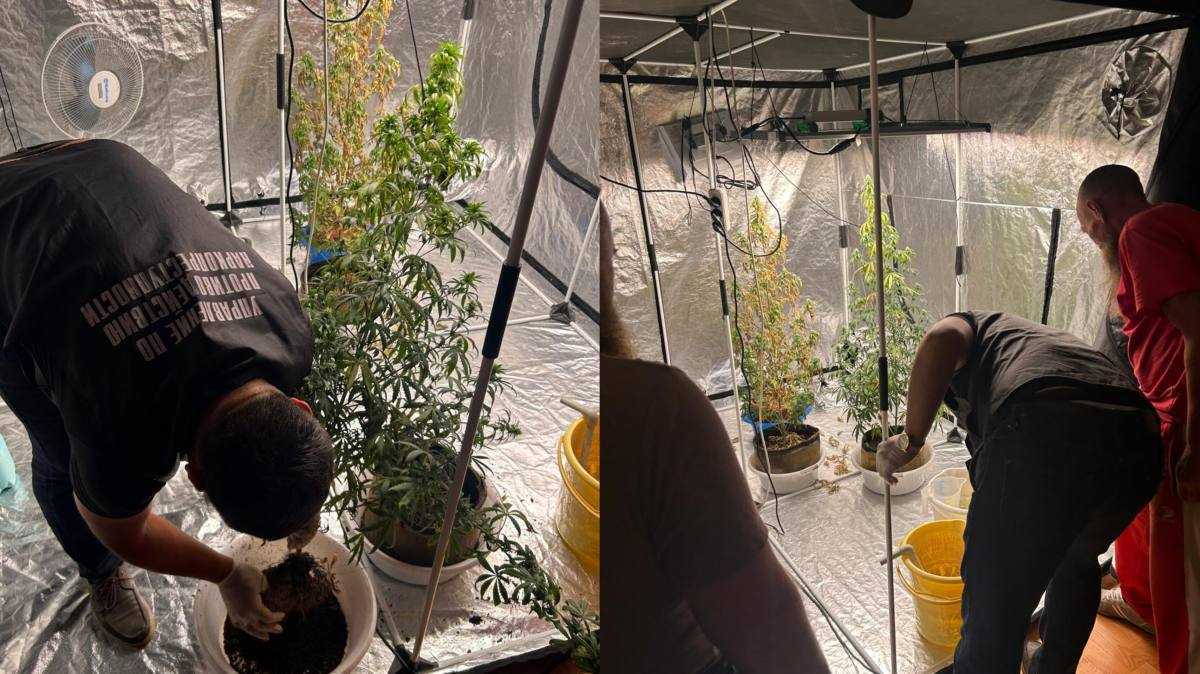 В Усть-Каменогорске обнаружили домашнюю лабораторию по выращиванию конопли