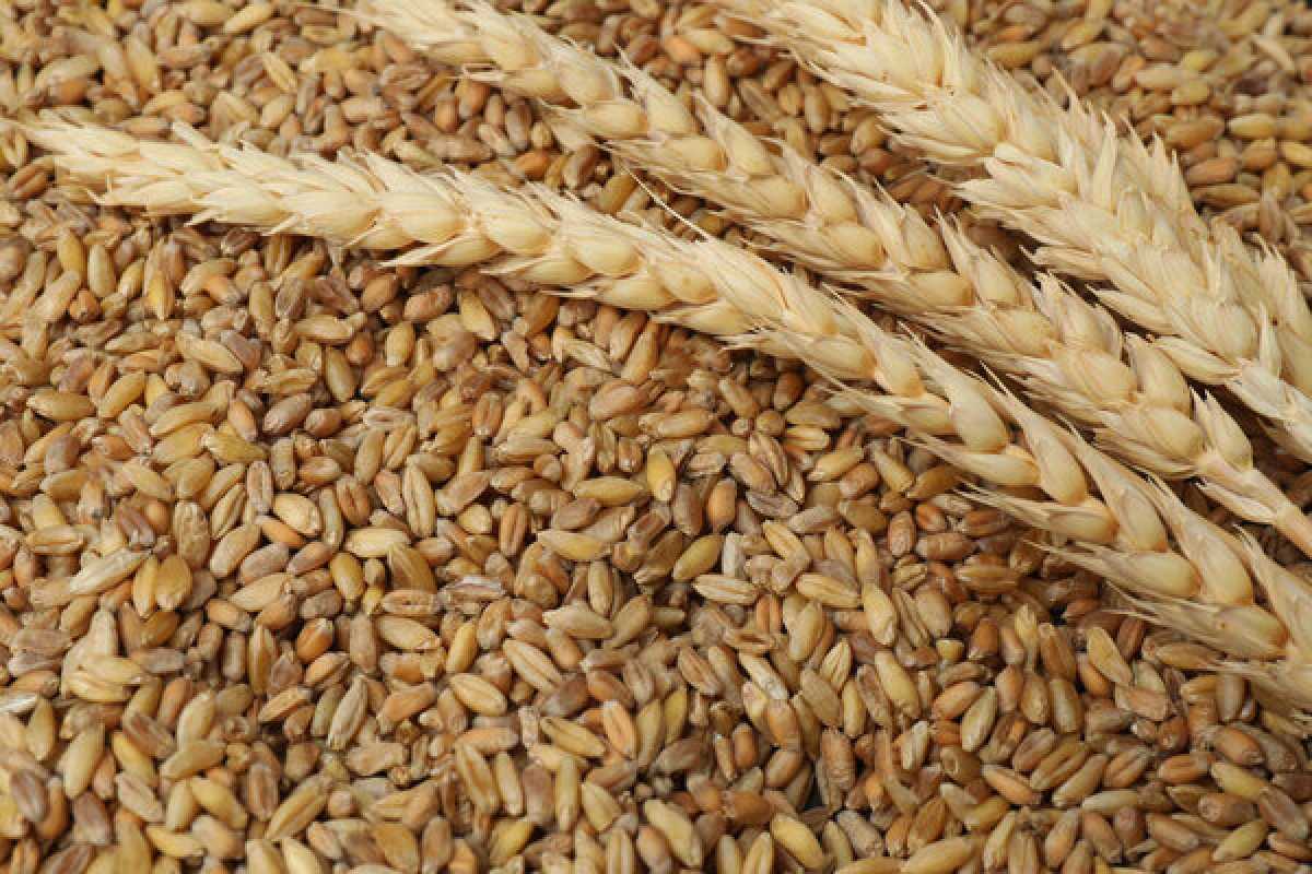 Почти 9,5 млн тонн зерновых намолотили в Казахстане