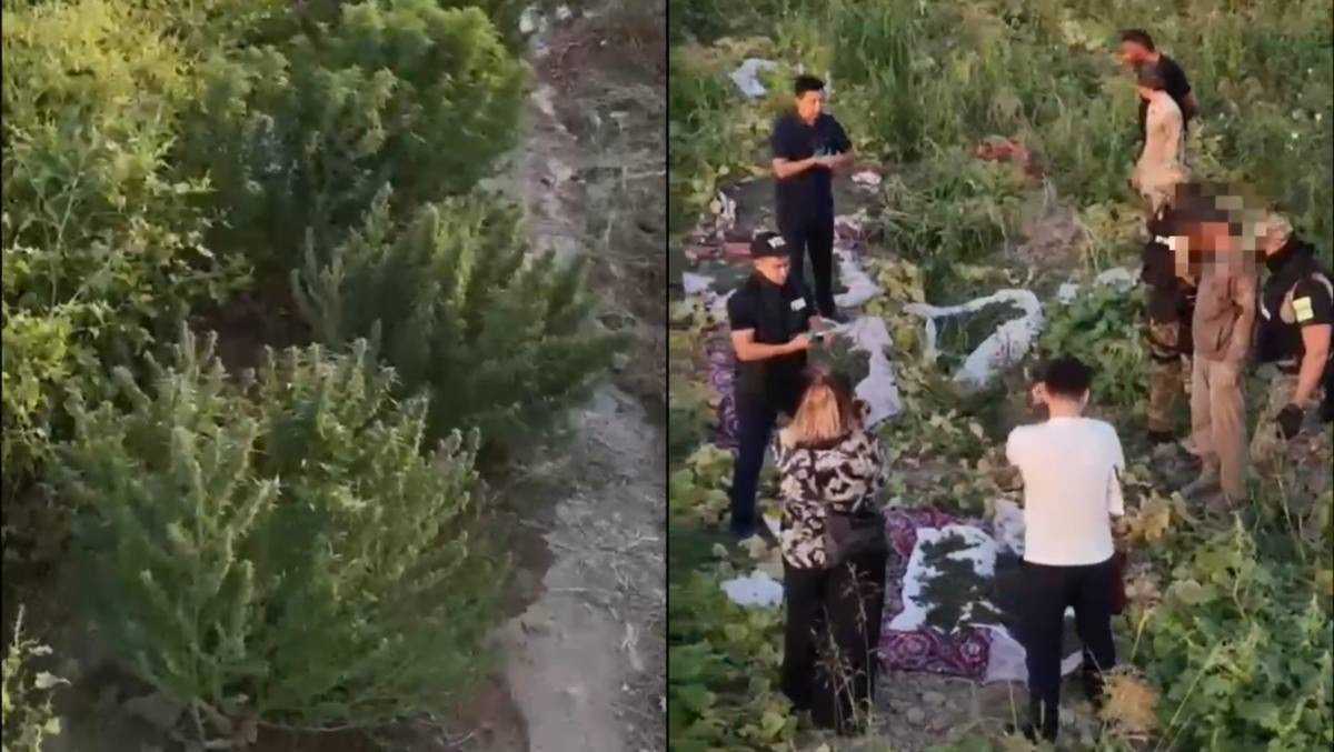 Наркоплантацию, замаскированную под огород, ликвидировали в Шымкенте