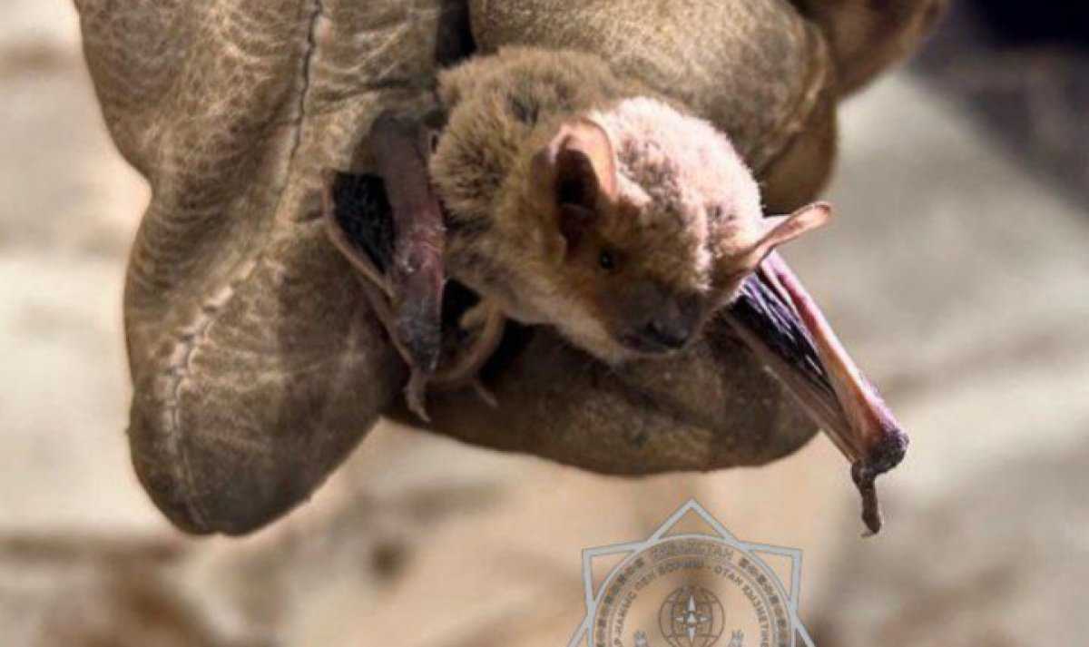 Спасатели пришли на помощь летучей мышке в Атырау