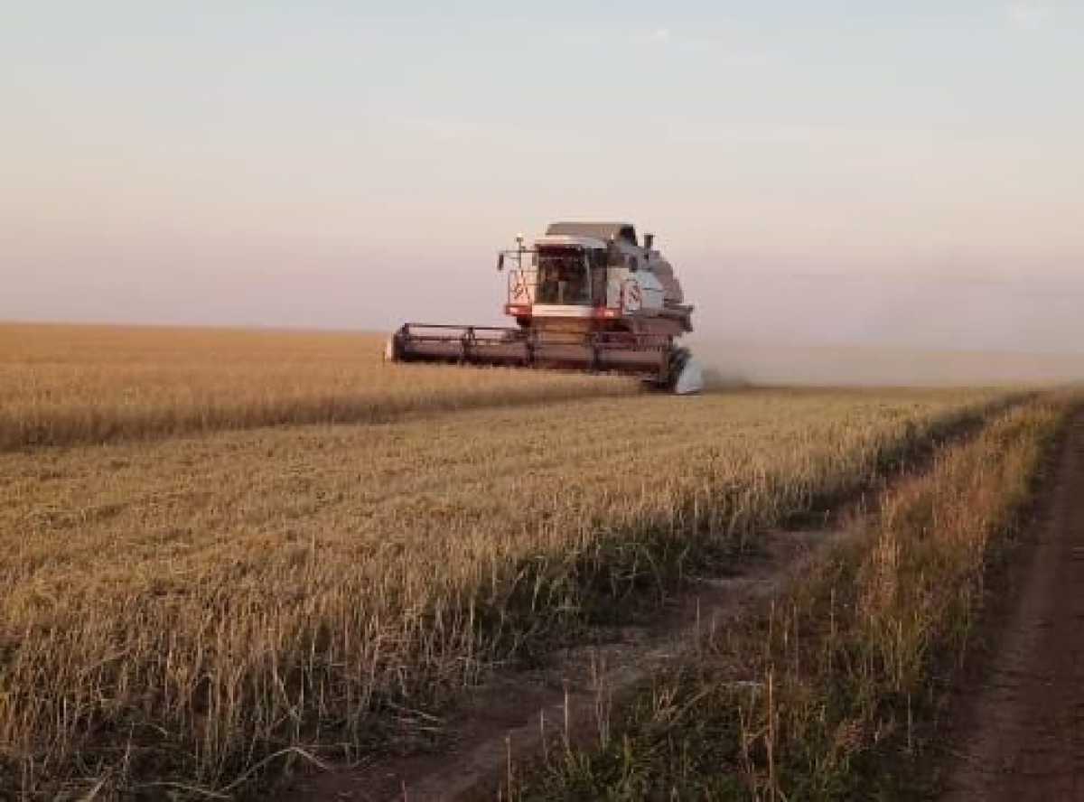 Золотая жатва Акмолинской области: Астраханский район вносит весомый вклад в сельское хозяйство страны