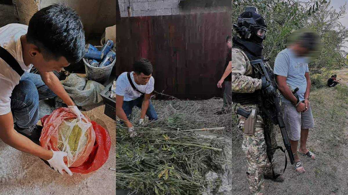 Более 13 кг марихуаны изъяли у жителя Алматинской области