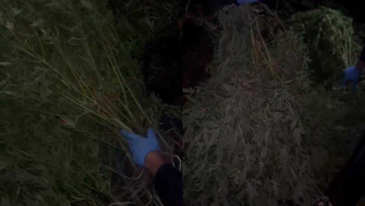 Крупную плантацию конопли обнаружили в Карагандинской области