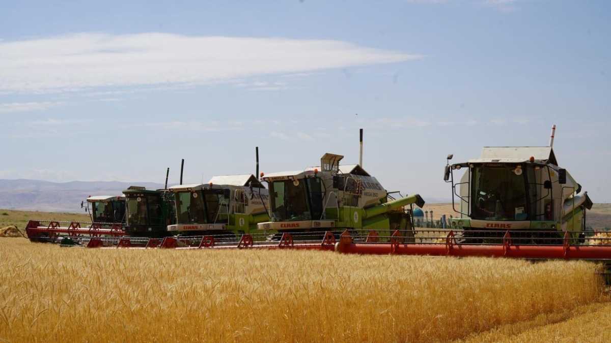 Более 12 млн тонн зерна намолотили в Казахстане