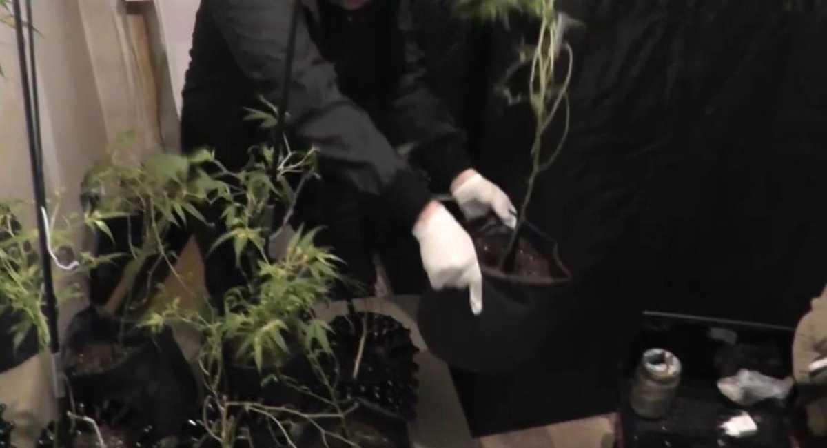 Марихуана в горшках и свертки «синтетики»: в Астане пресекли два наркопреступления