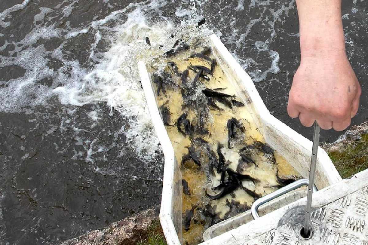 1 млн сеголетков карпа выпущены в Сергеевское водохранилище