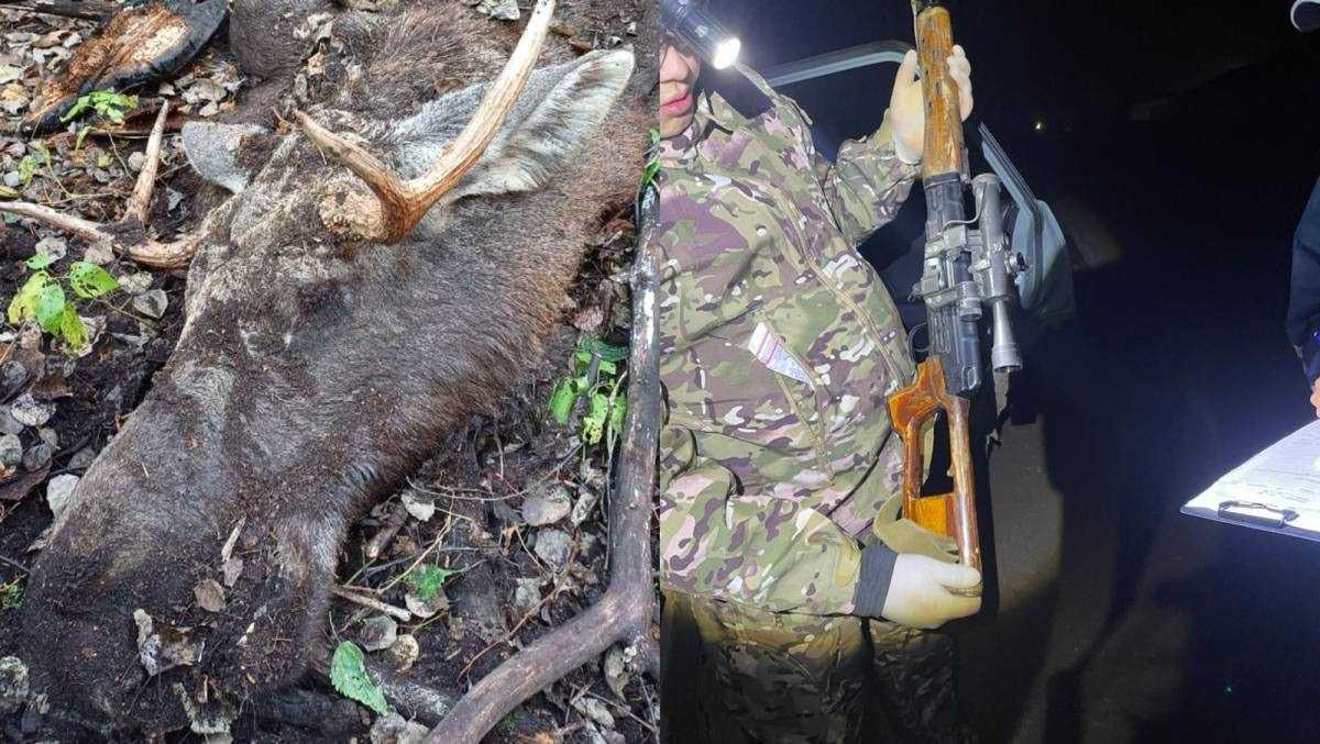 В Карагандинской области задержали браконьеров с тушами лося и сайгаков