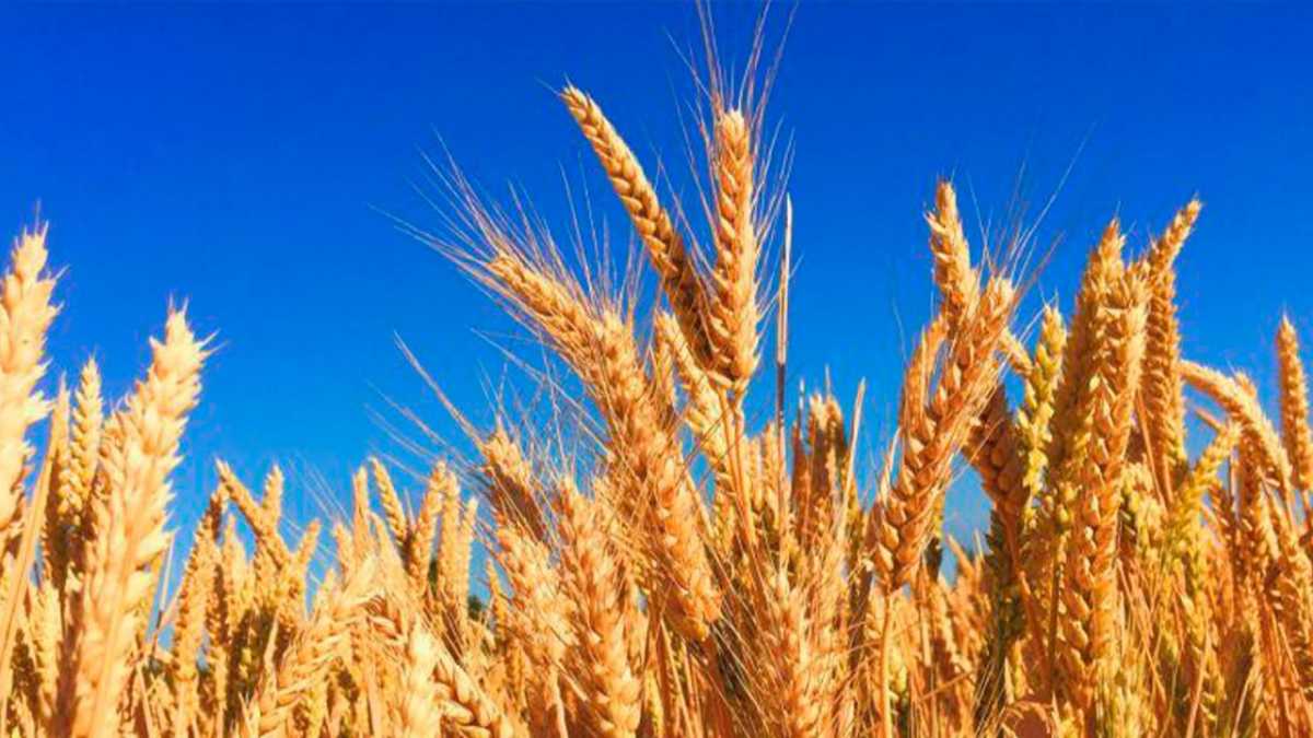 Рекордный урожай маслосемян и 24 млн тонн зерна ожидается в Казахстане