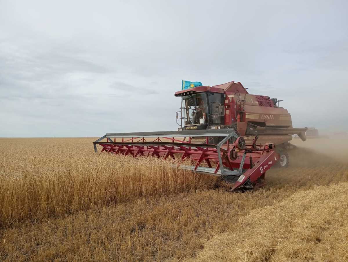 Егиндыкольский район показал один из лучших результатов уборки в Акмолинской области