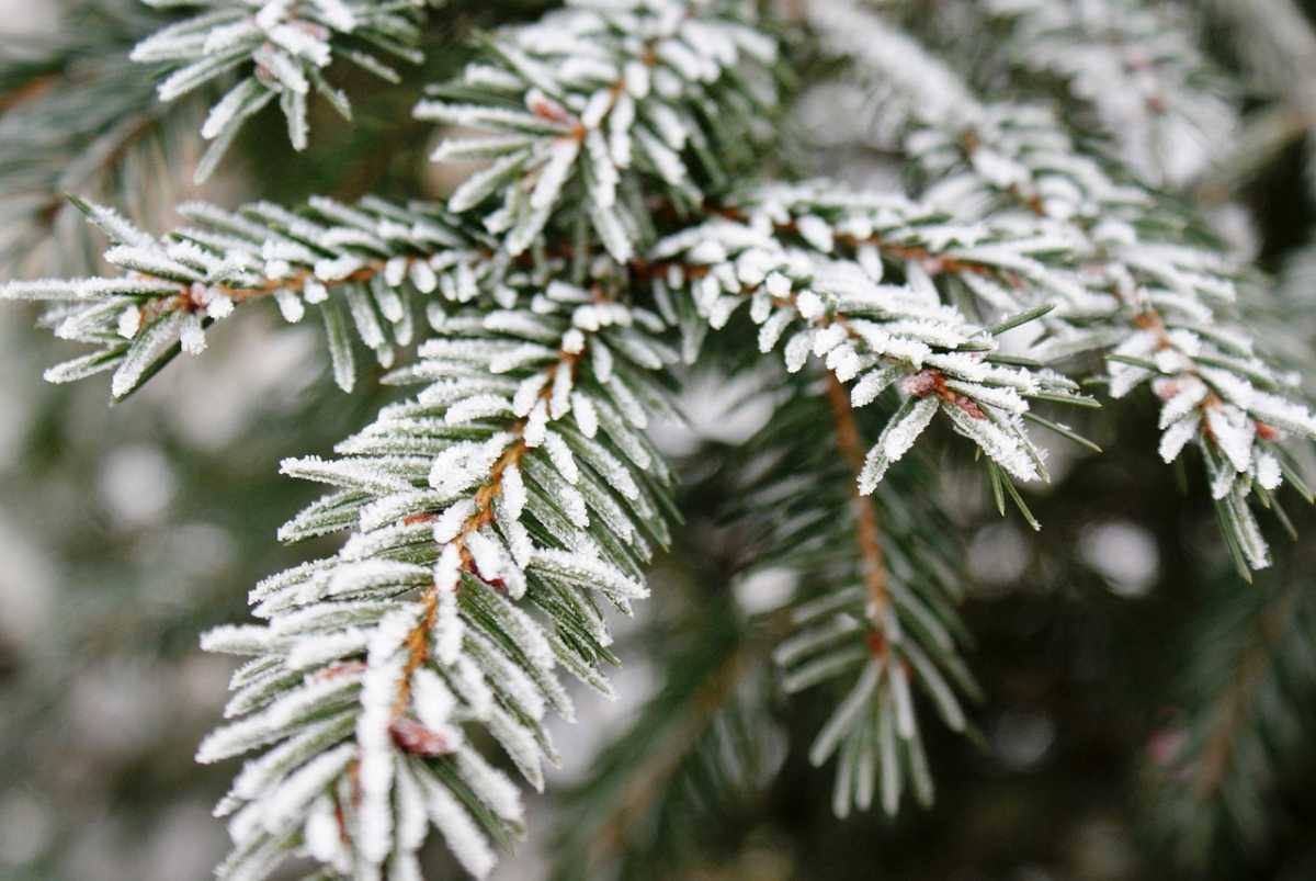 Серьезное похолодание: ночью в ряде областей заморозки до -3 градусов