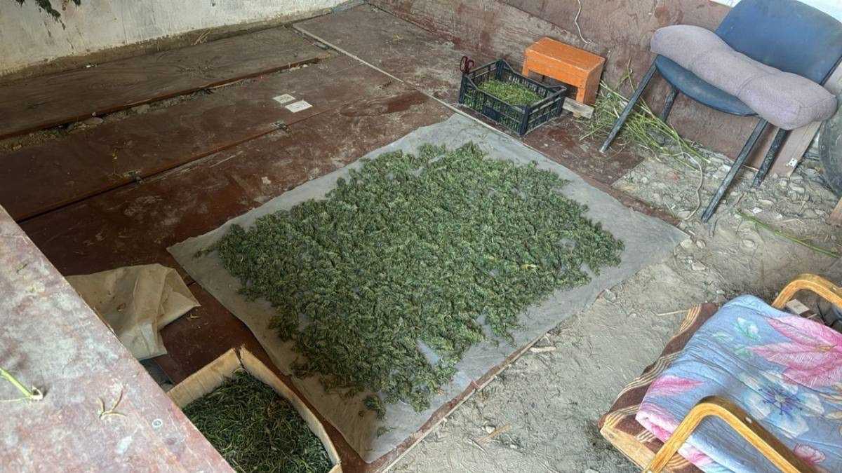 Крупный наркопосев ликвидировали в Кызылординской области