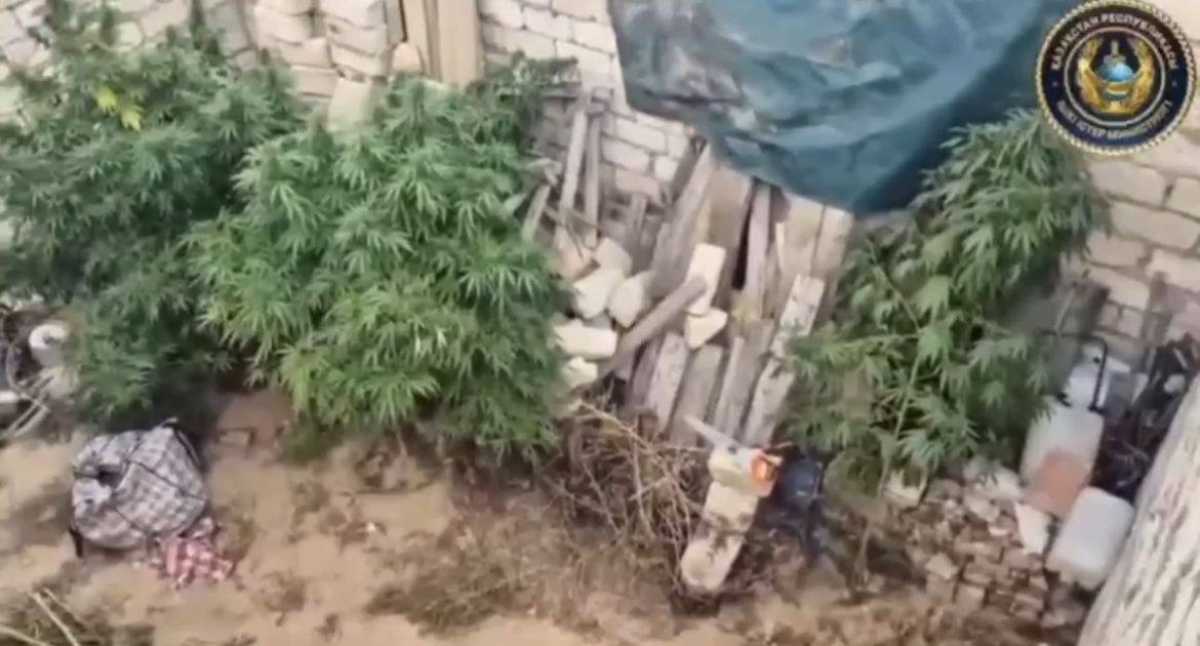 Более 100 кг марихуаны изъяли в Актюбинской области