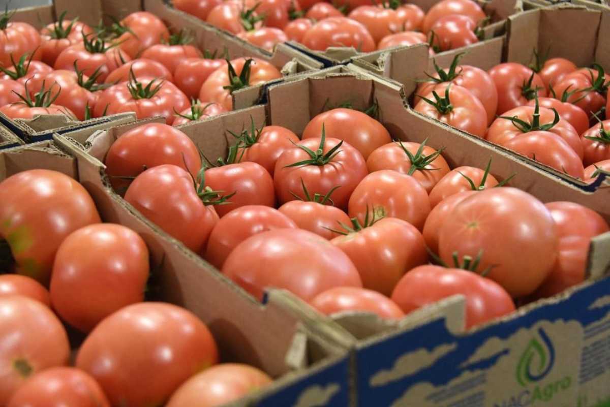 420 тонн продукции: сельскохозяйственная ярмарка пройдёт в Алматы 4-5 октября