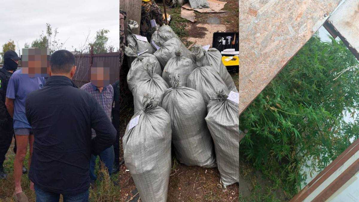 В Костанайской области выявили незаконную плантацию марихуаны
