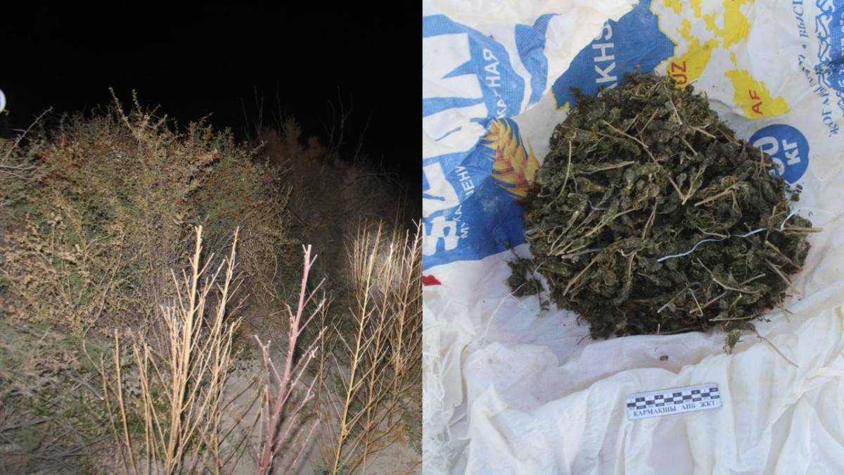 Крупный наркопосев ликвидировали в Кызылординской области