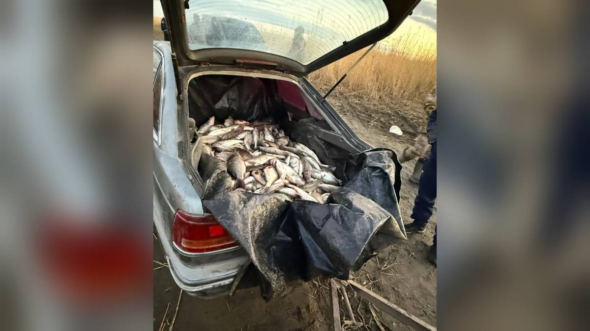 Ущерб более 8 млн тг: свыше полутонны незаконно выловленной рыбы изъяли у браконьеров на озере Зайсан